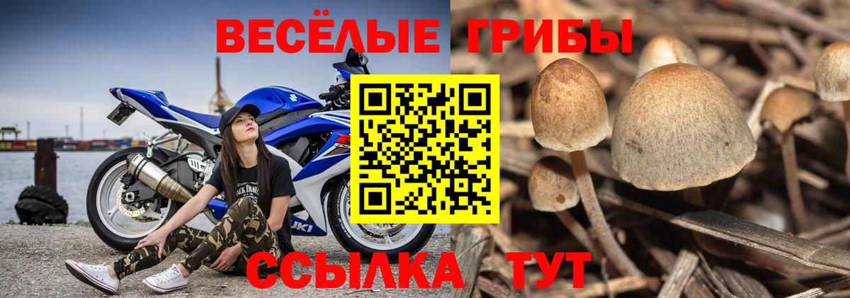 продажа наркотиков  Галлюциногенные грибы мицелий  Вход с VPN  Псилоцибиновые грибы ЛСД  Кисловодск 
